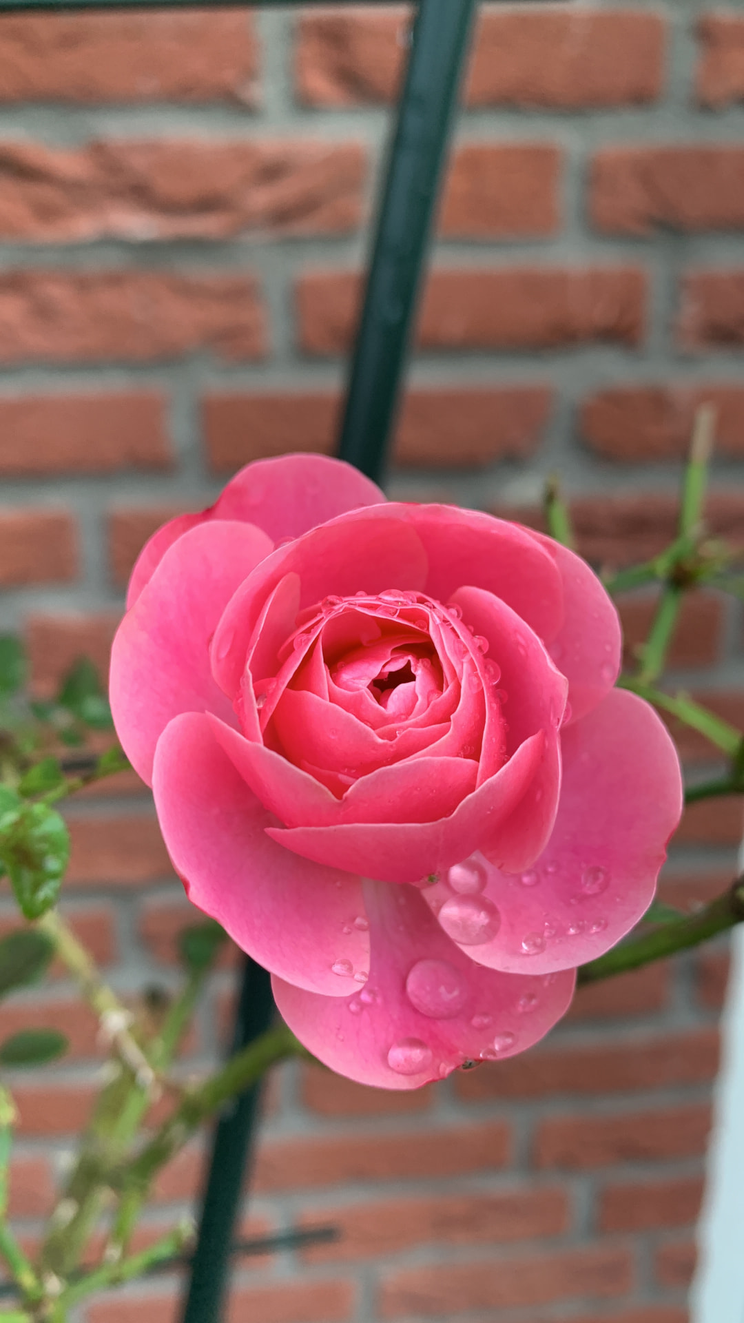 Roze roos met dauwdruppels, symbool van zorg en het delicate van afscheid
